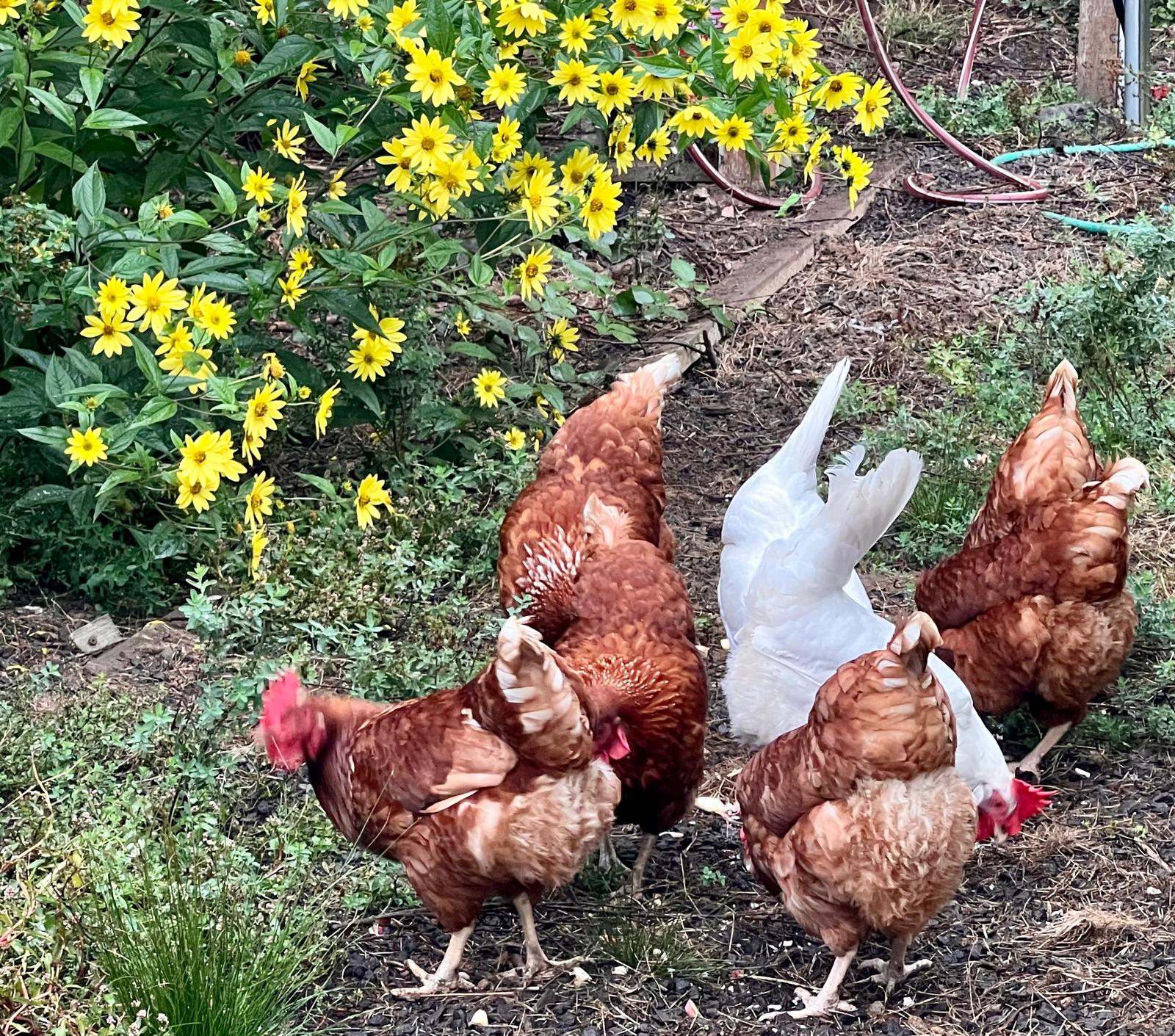 The Chicken Experience! – Happy Trails Farms